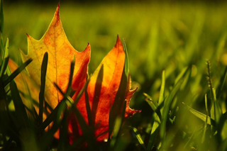 Illustration for article titled Shooting Challenge Fall Leaves Gallery 2